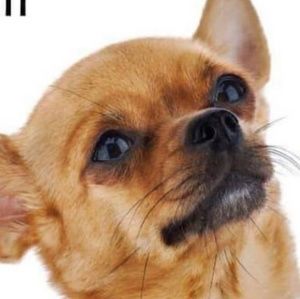 Meet your Posher, Elliott